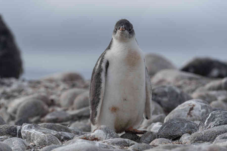 Pingüino Papua o Gentoo cría - isla Robert - islas Shetland del Sur 07.jpg